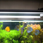 aquarium light