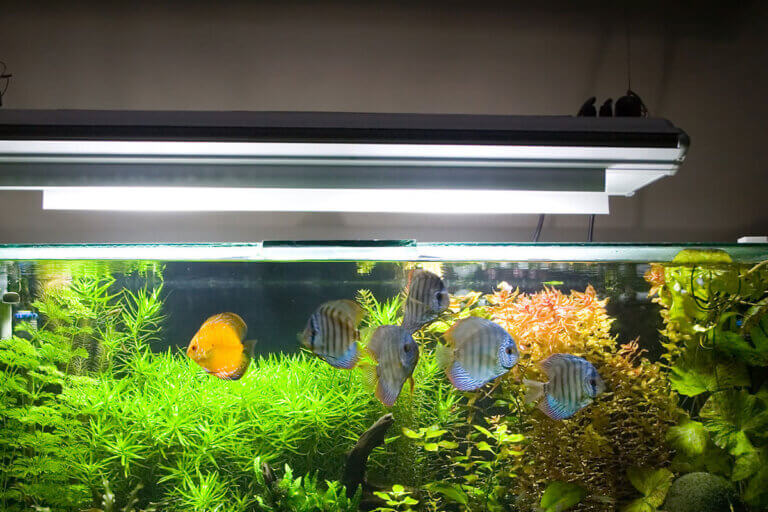 aquarium light
