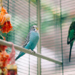 bird cage