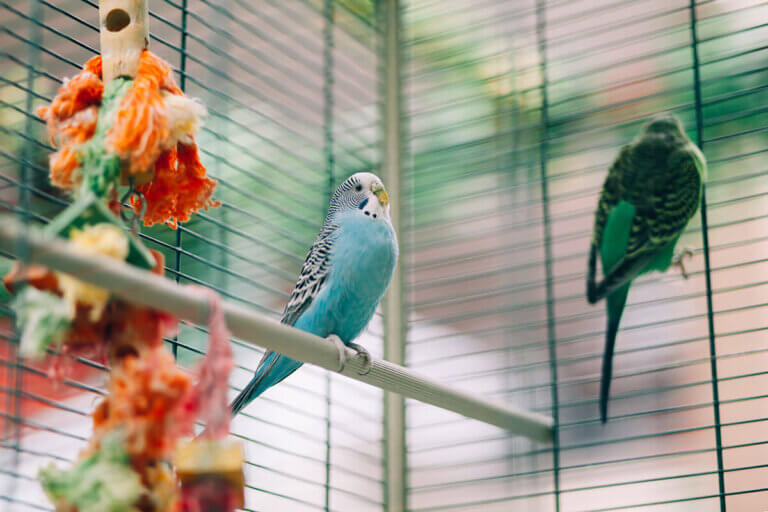 bird cage
