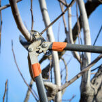 boxwood shears