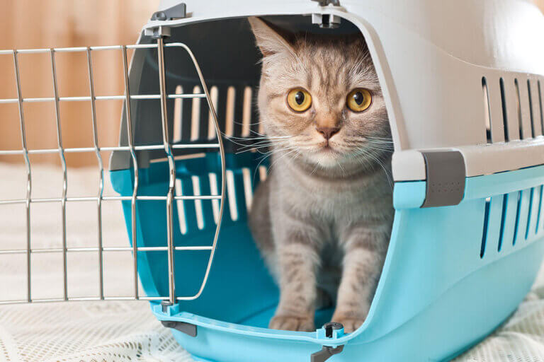 cat carrier