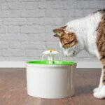 cat fountain