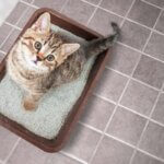 cat litter