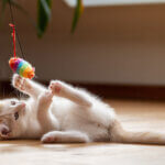 cat toy
