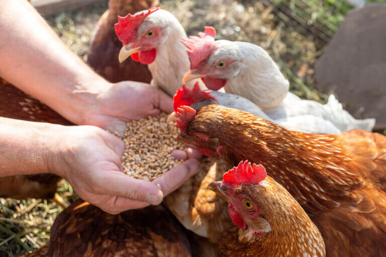 chicken feed