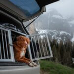 dog carrier