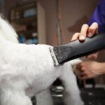 dog clipper