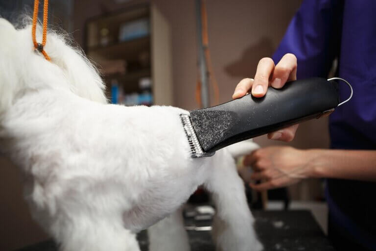 dog clipper