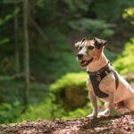 dog harness