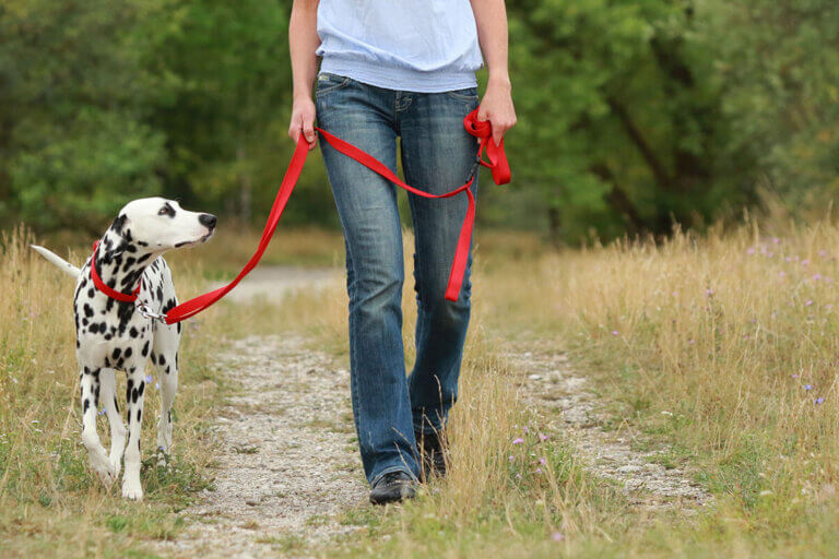 dog leash