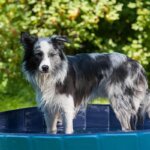 dog pool