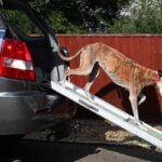 dog ramp