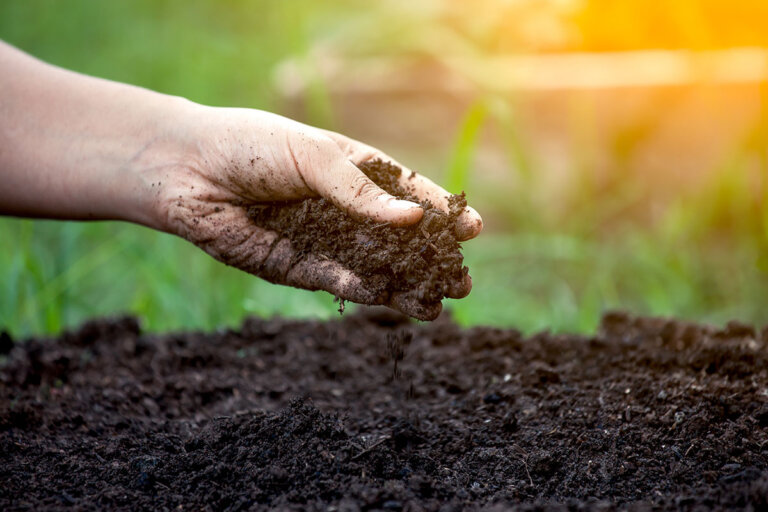 fall lawn fertilizer
