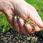 grass seed
