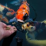 koi food