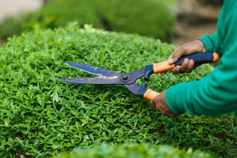 manual hedge trimmer