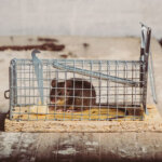 mousetrap
