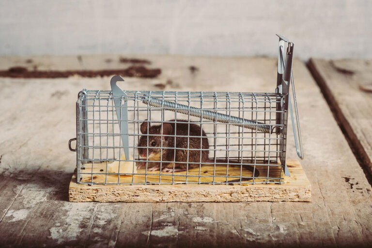 mousetrap