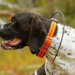 pet tracker