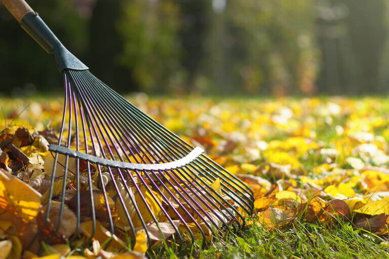 rake
