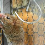 rat trap