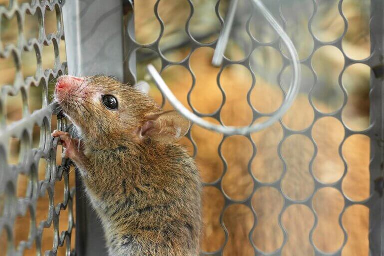 rat trap