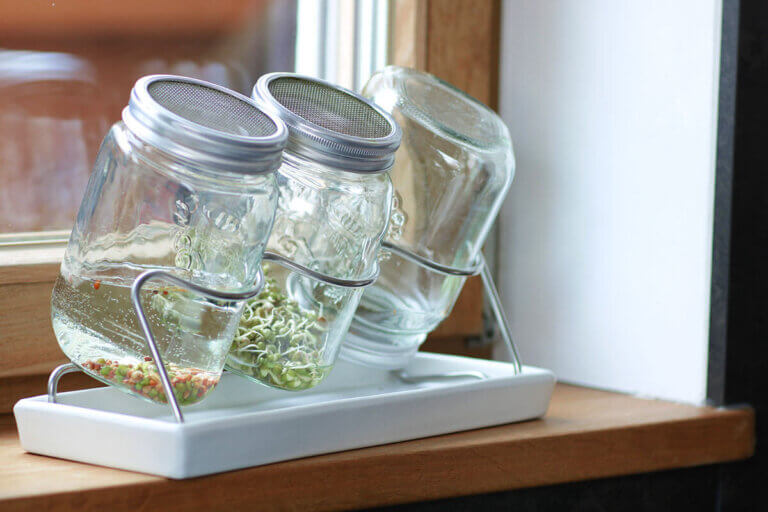 sprouting jar