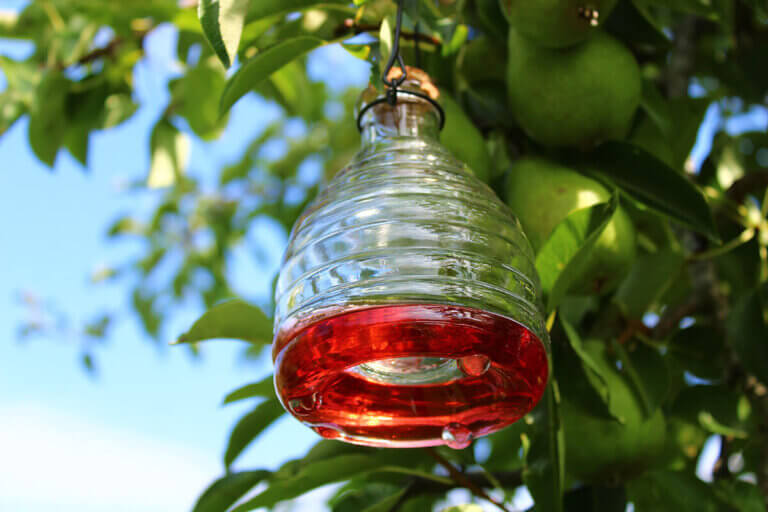 wasp trap