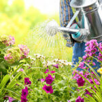 watering can
