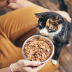 wet cat food